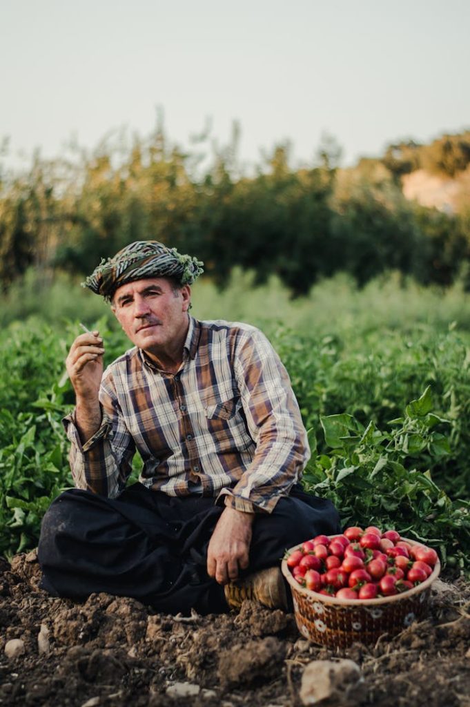 farmer-smokes-cigarette-in-field-by-basket-with-tomatoes-18076420 Rural farmer sitting in a field with a basket of fresh tomatoes, enjoying a break.